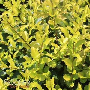 GOLDEN VICARY PRIVET