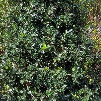 BLUE PRINCE HOLLY