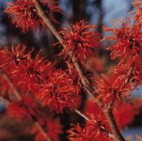 DIANE WITCH HAZEL