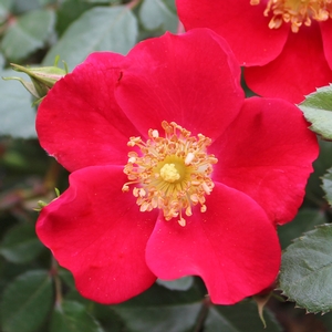 OSO EASY® CHERRY PIE ROSE