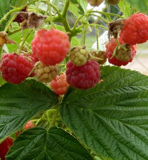 HERITAGE RASPBERRY