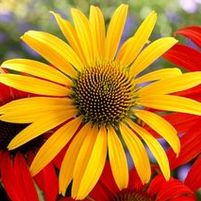 MAC 'N CHEESE CONEFLOWER