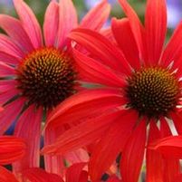TOMATO SOUP CONEFLOWER