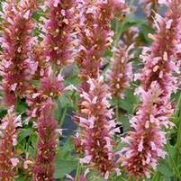 COTTON CANDY HYSSOP