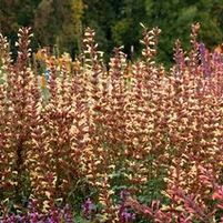 SUMMER GLOW HYSSOP