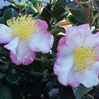 HANA JIMAN CAMELLIA