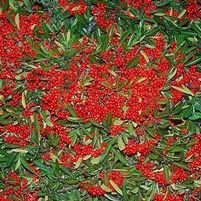 SANTA CRUZ PYRACANTHA