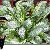 SPARKLER AJUGA