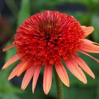CORAL REEF CONEFLOWER