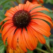 TANGERINE DREAM CONEFLOWER