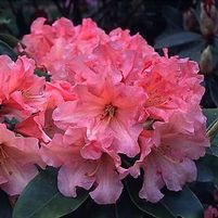 CAROLINE GIRARD AZALEA