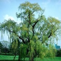 BABYLON WEEPING WILLOW
