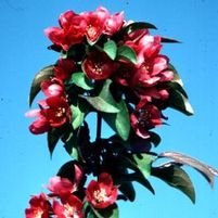 CENTURION CRABAPPLE