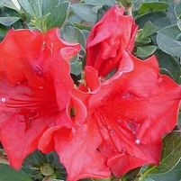 CRIMSON GIRARD AZALEA