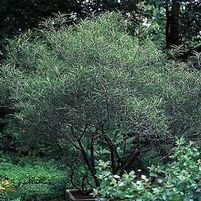 FERNLEAF BUCKTHORN