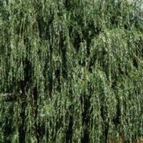 GOLDEN WEEPING WILLOW