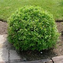 HURON DOGWOOD