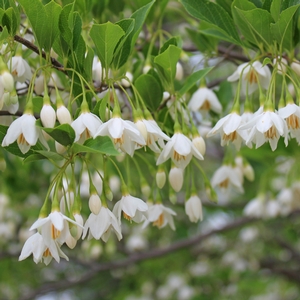 JAPANESE SNOWBELL