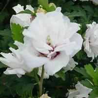JEANNE D'ARC WHITE DOUBLE ALTHEA