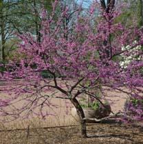 JOY'S PRIDE REDBUD