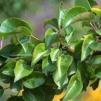 KOREAN SUN PEAR