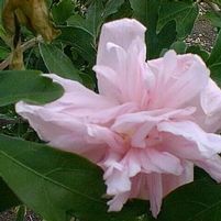 LADY STANLEY PINK DOUBLE ALTHEA