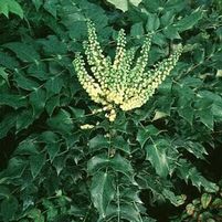 LEATHERLEAF MAHONIA