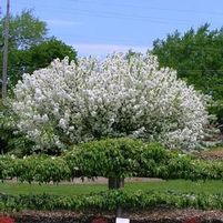 LOLLIPOP® CRABAPPLE