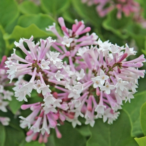 MISS KIM LILAC