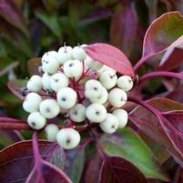 MUSKINGUM DOGWOOD