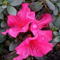NATIONAL BEAUTY GIRARD AZALEA
