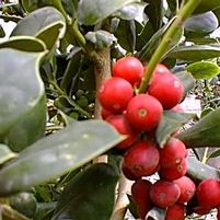 NEEDLEPOINT HOLLY