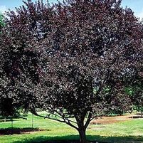 NEWPORT PURPLELEAF ORNAMENTAL PLUM