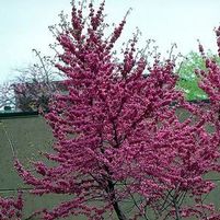 OKLAHOMA REDBUD