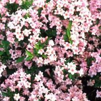 PINK POPPET WEIGELA