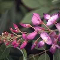 PINK WISTERIA
