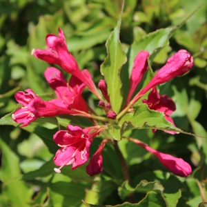 RED PRINCE WEIGELA