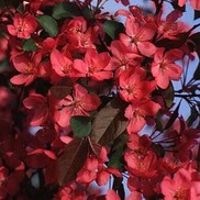 ROBINSON CRABAPPLE