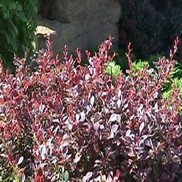 ROYAL BURGUNDY BARBERRY