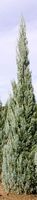 WELCHI JUNIPER