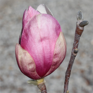 SAUCER MAGNOLIA