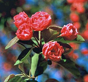 SCARLET BRANDYWINE CRABAPPLE