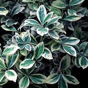 SILVER KING EUONYMUS