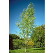 SNAKE WILLOW