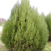 COLOGREEN JUNIPER
