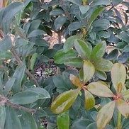 SOVEREIGN CLEYERA