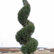 SPIRAL BLUE POINT JUNIPER