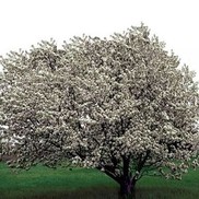 SPRING SNOW CRABAPPLE