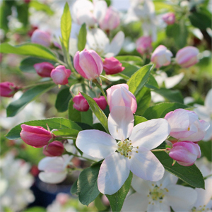 SUGAR TYME® CRABAPPLE