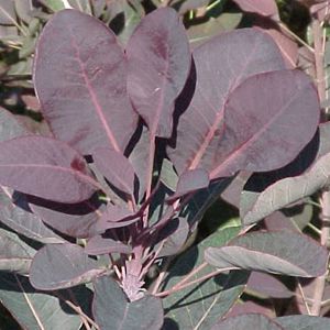 VELVET CLOAK SMOKETREE